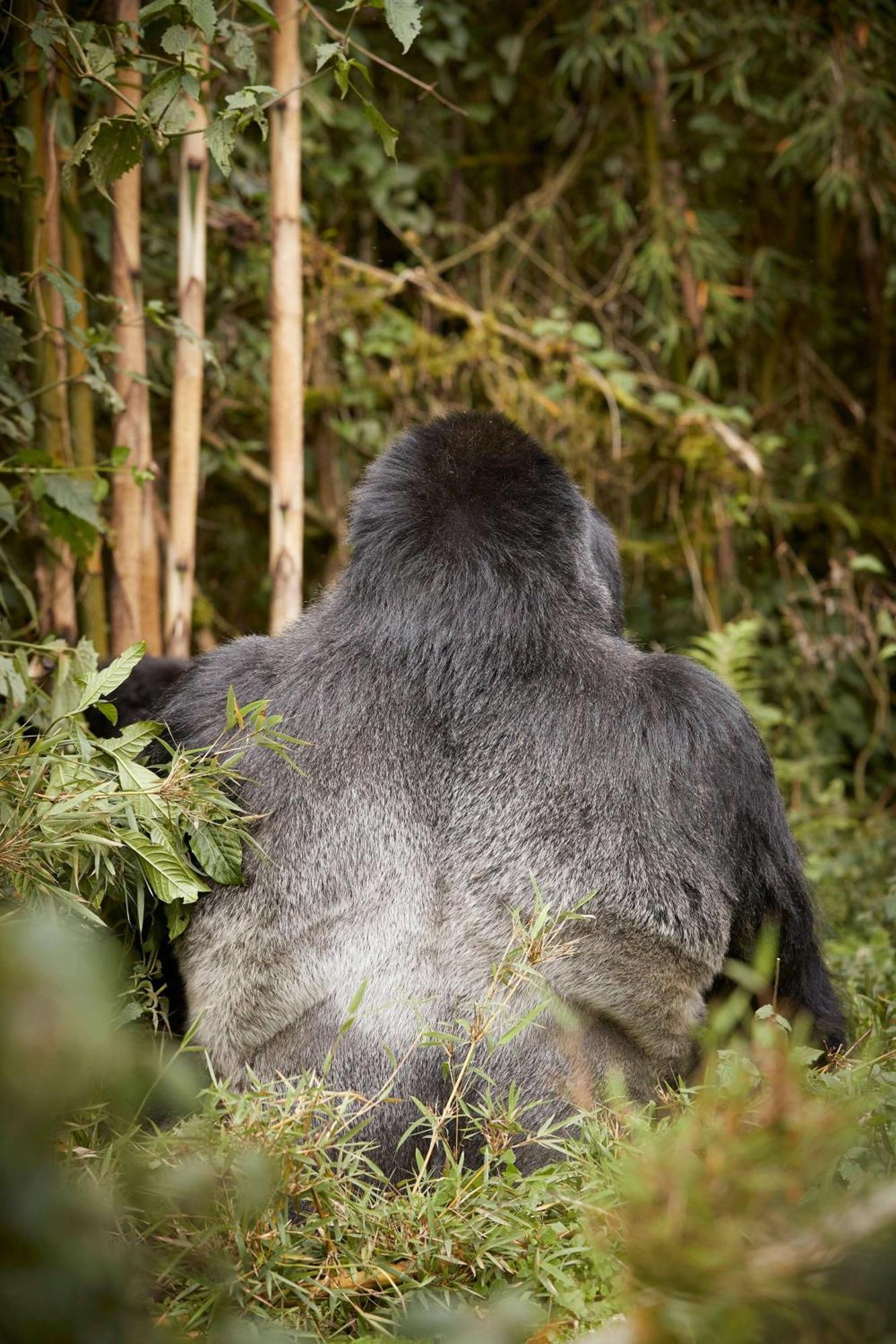 Hotel One&Only Gorilla'S Nest à Kinigi Extérieur photo